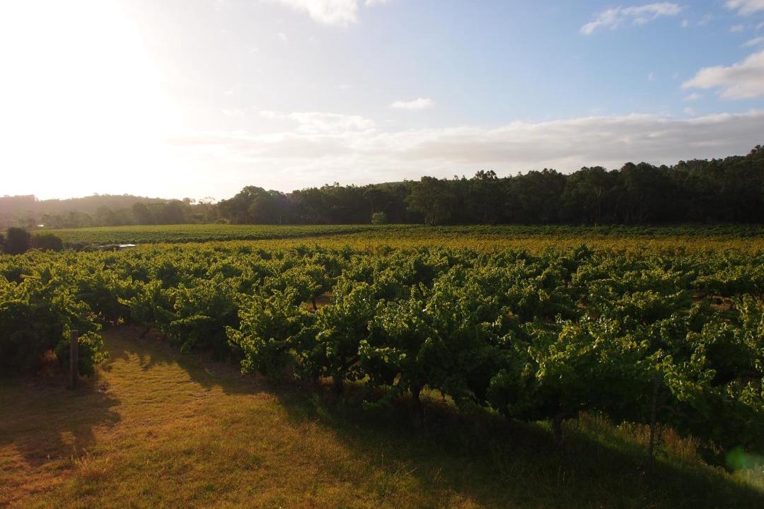Photo of Others in McLaren Flat