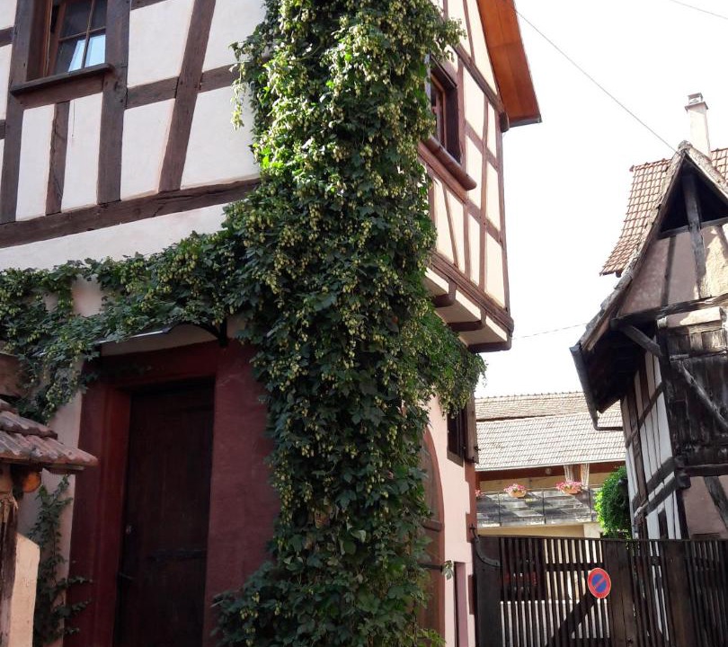 Photo of Others in Bouxwiller