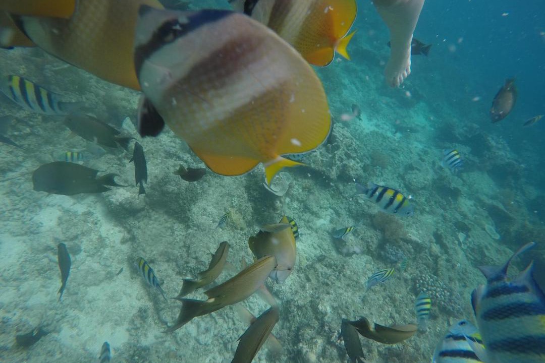 Photo of Others in Gili Trawangan
