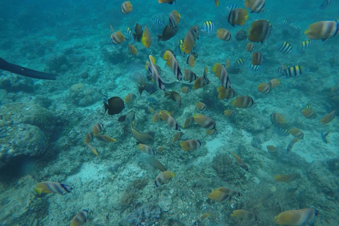 Photo of Others in Gili Trawangan