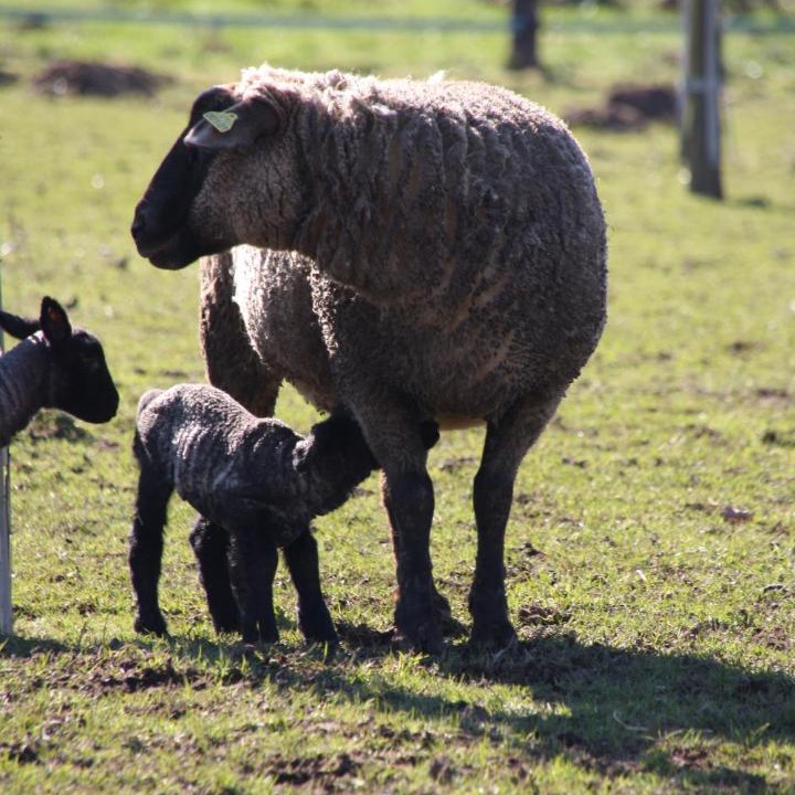 Photo of Others in Gorron