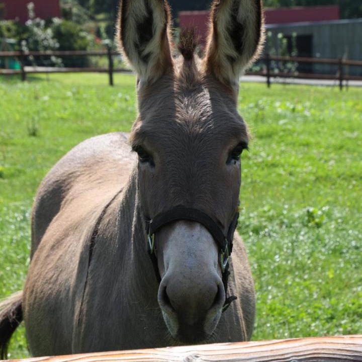 Photo of Others in Gorron