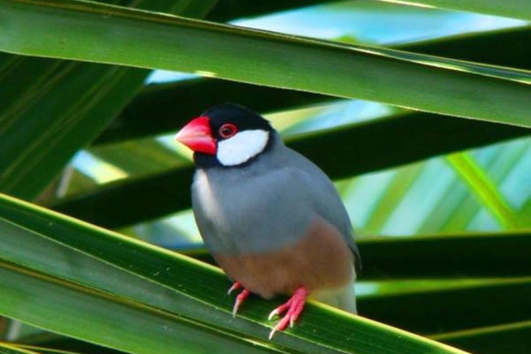 Photo of Human In Picture in Historic Lahaina Front Street