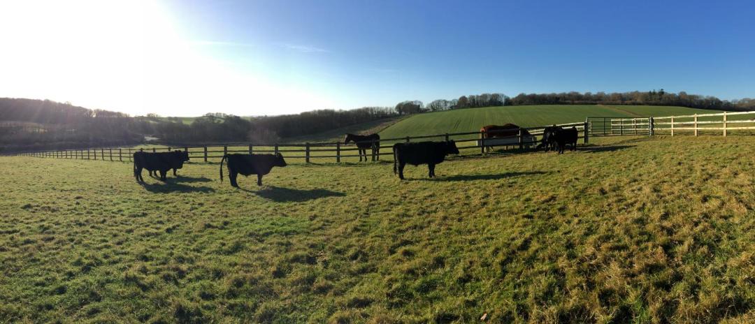 Photo of Others in Yellowham Wood