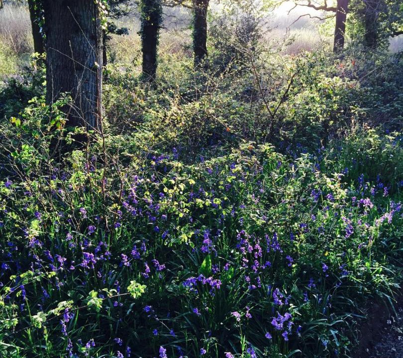 Photo of Others in Yellowham Wood