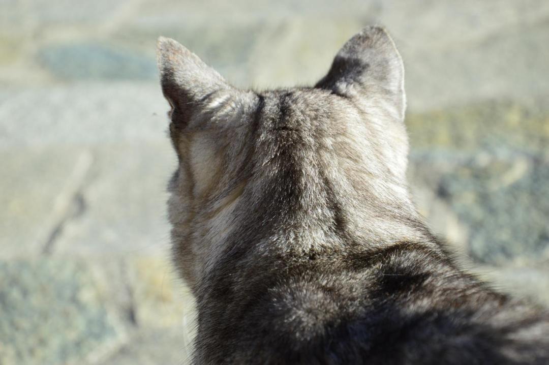 Photo of Others in Boussenac