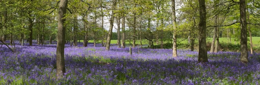 Photo of Outdoor in New Forest District