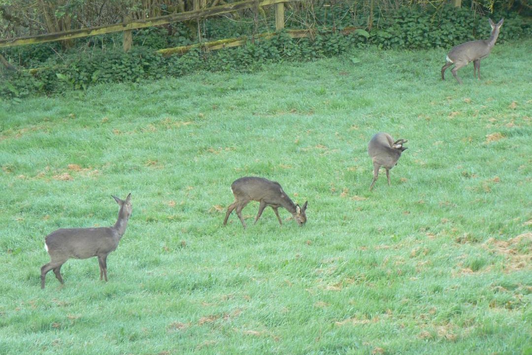 Photo of Others in Westleigh