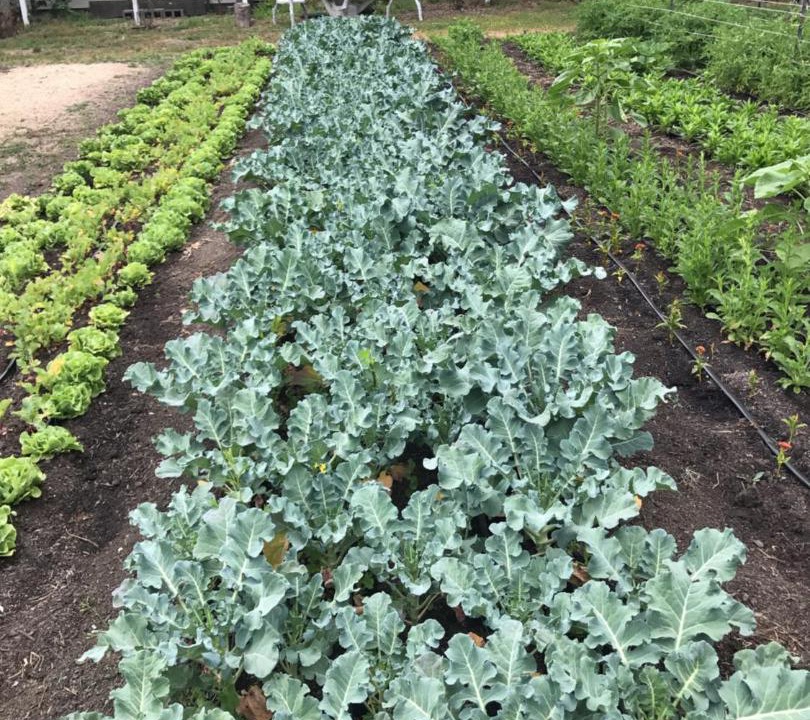 Photo of Others in St. Helena