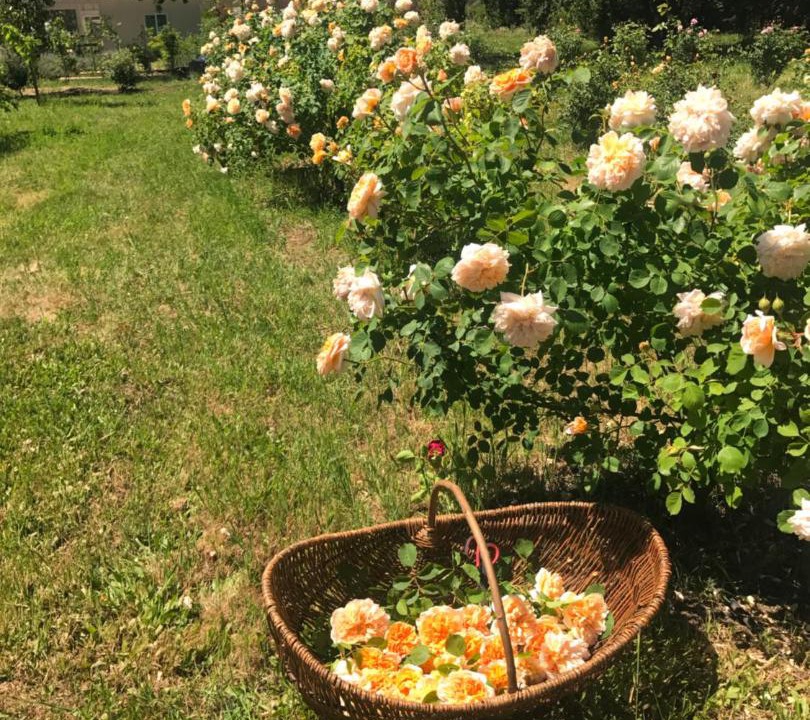 Photo of Others in St. Helena