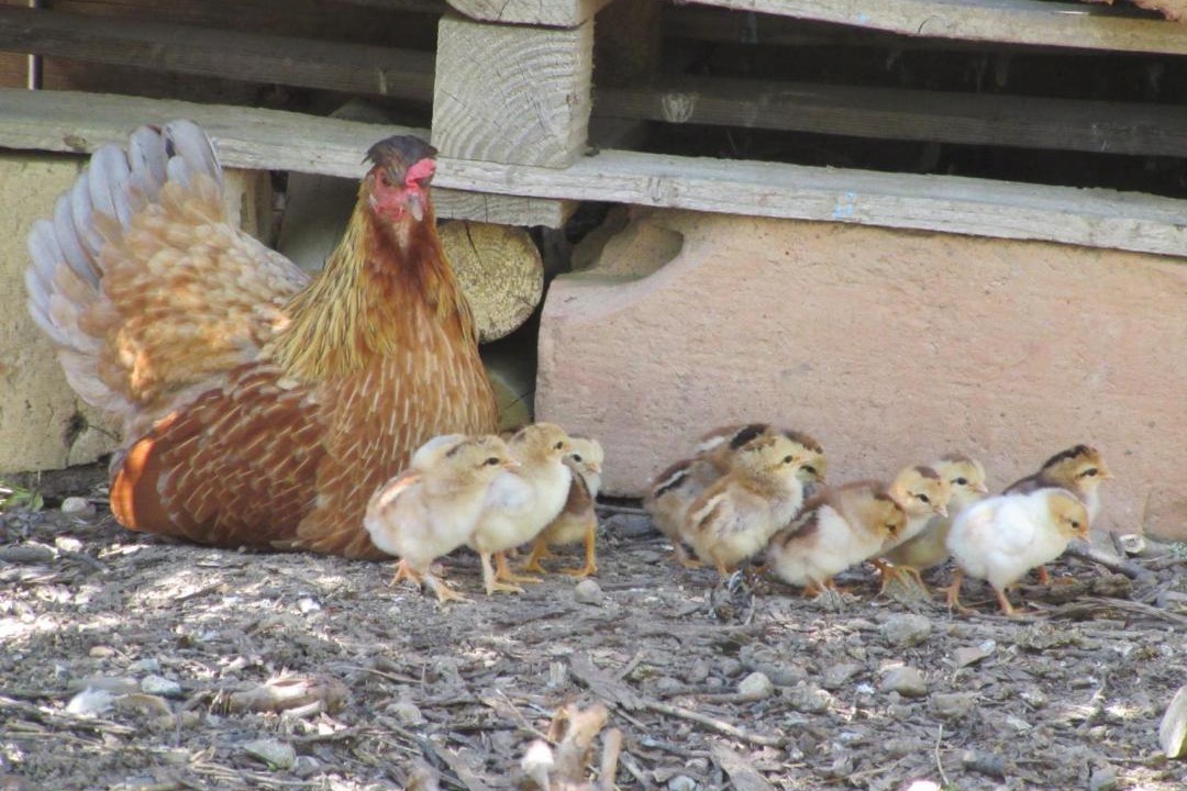 Photo of Others in Villeneuve-les-Montreal