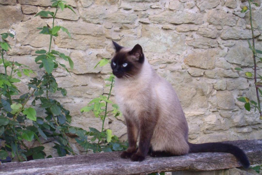 Photo of Others in Villeneuve-les-Montreal