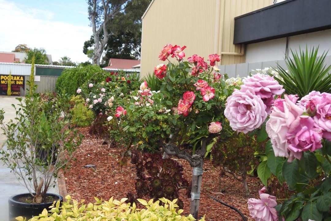 Photo of Others in Pooraka