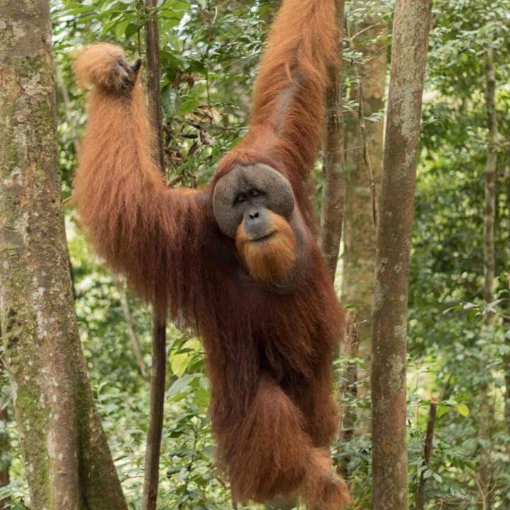 Photo of Others in Bukit Lawang