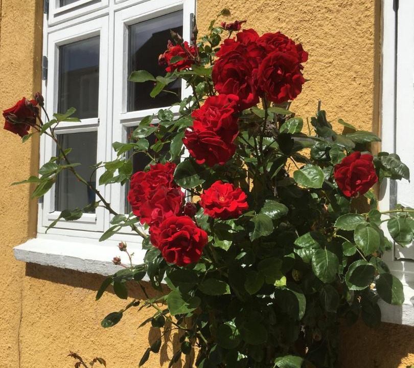 Photo of Buildings in Middelfart