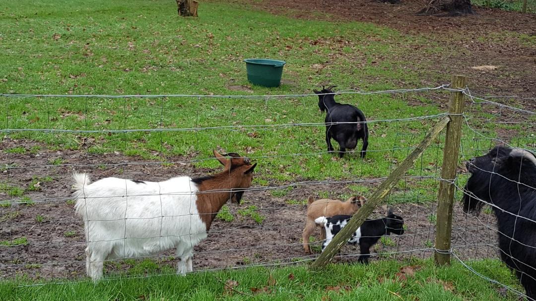 Photo of Others in Saint-Lyphard