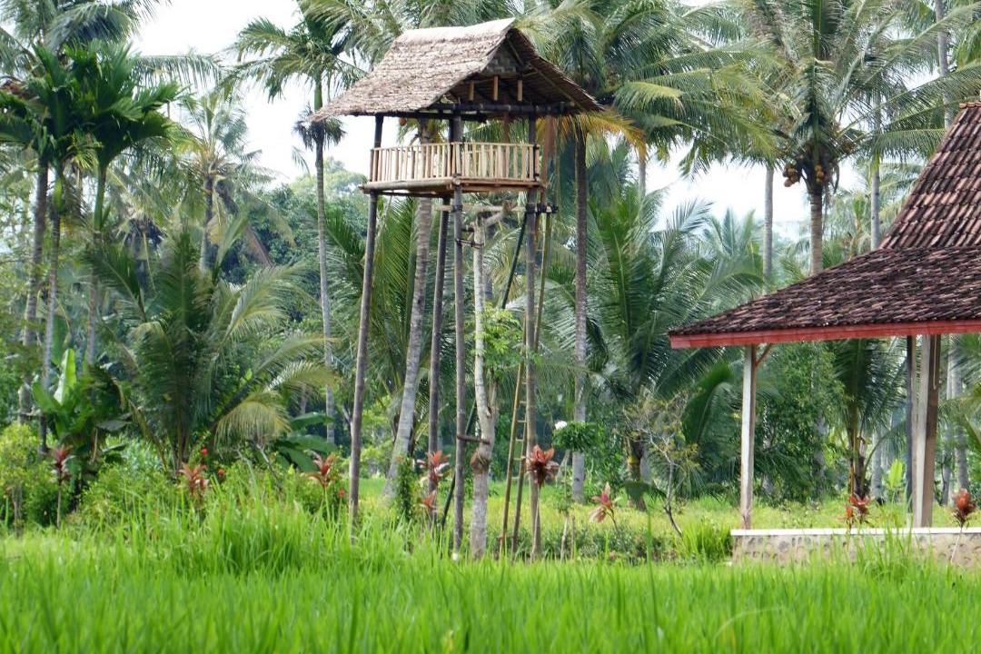 Photo of Others in Banyuwangi