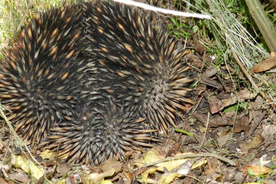 Photo of Others in Yarck