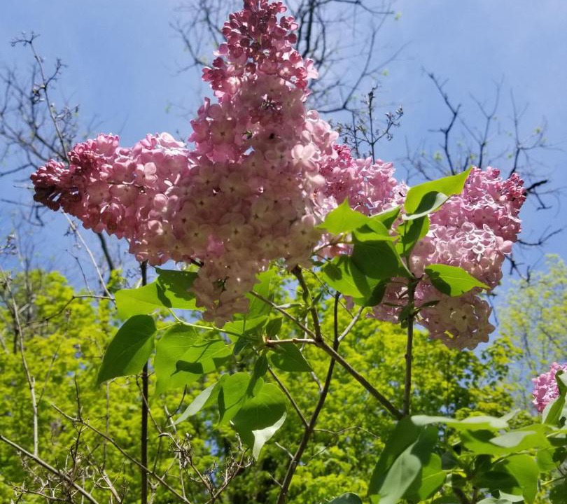 Photo of Others in Oneonta