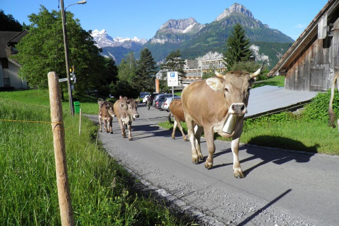 Photo of Others in Ruetli