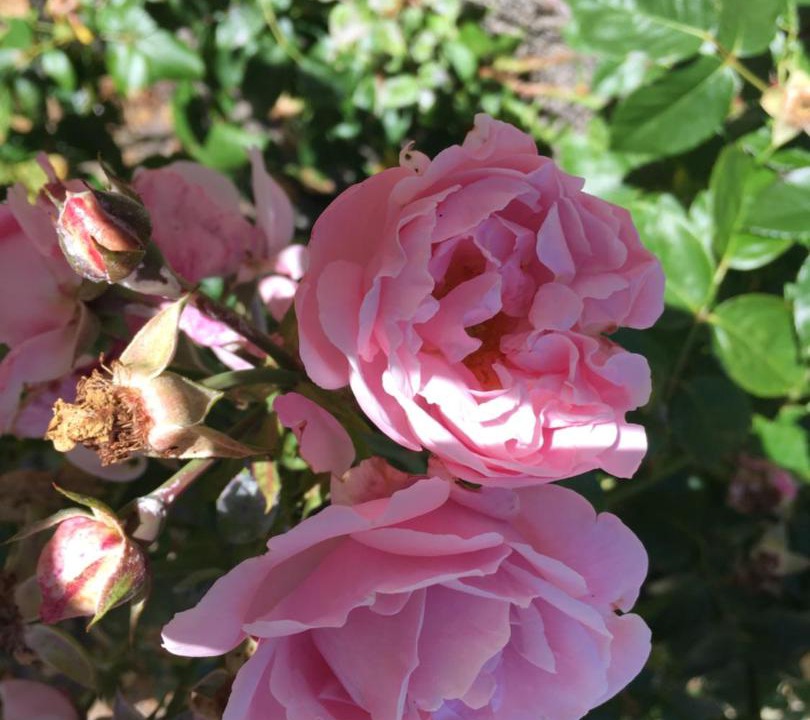 Photo of Others in Nykobing Mors