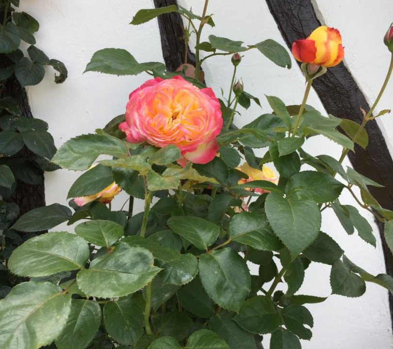 Photo of Others in Grumesnil