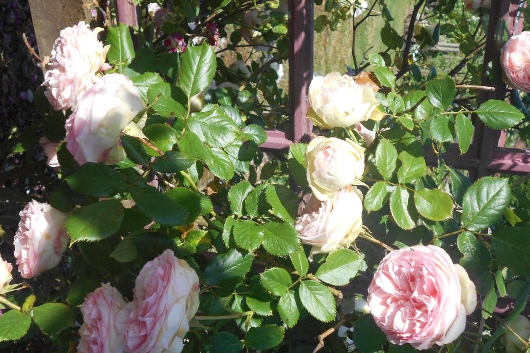 Photo of Outdoor in Huby-Saint-Leu