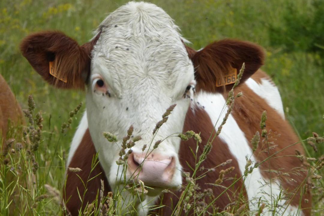 Photo of Others in Allos