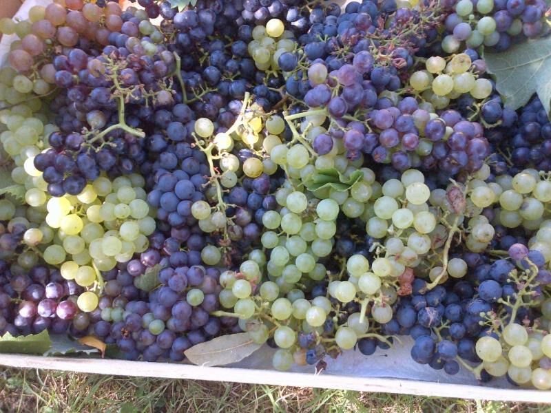 Photo of Others in Saint-Georges-sur-Cher