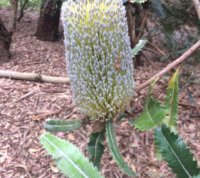 Photo of Outdoor in Yanakie