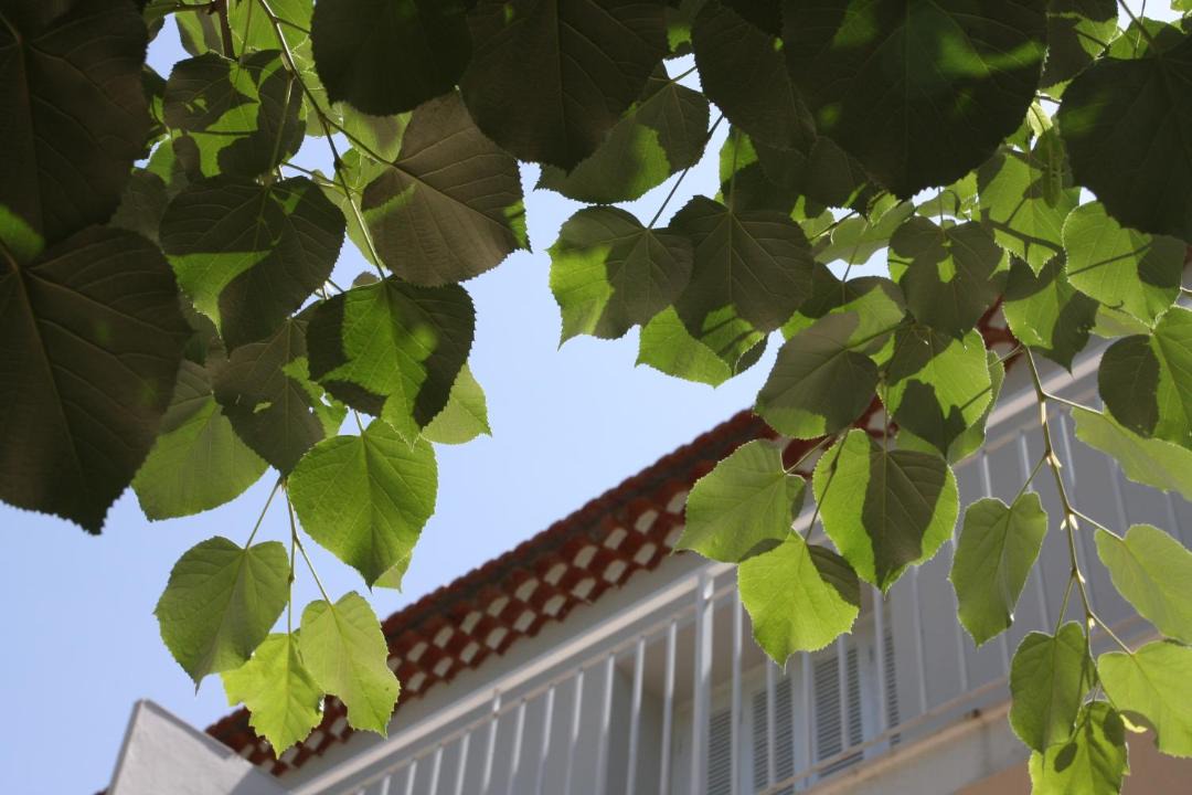 Photo of Others in Bocognano