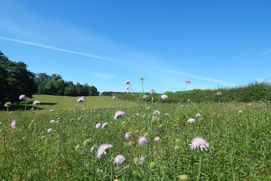 Photo of Others in Kelso