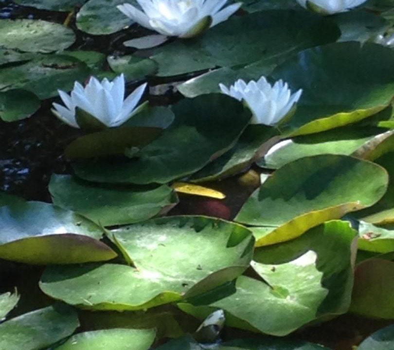 Photo of Others in Bridgwater