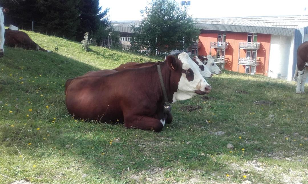 Photo of Others in Allevard