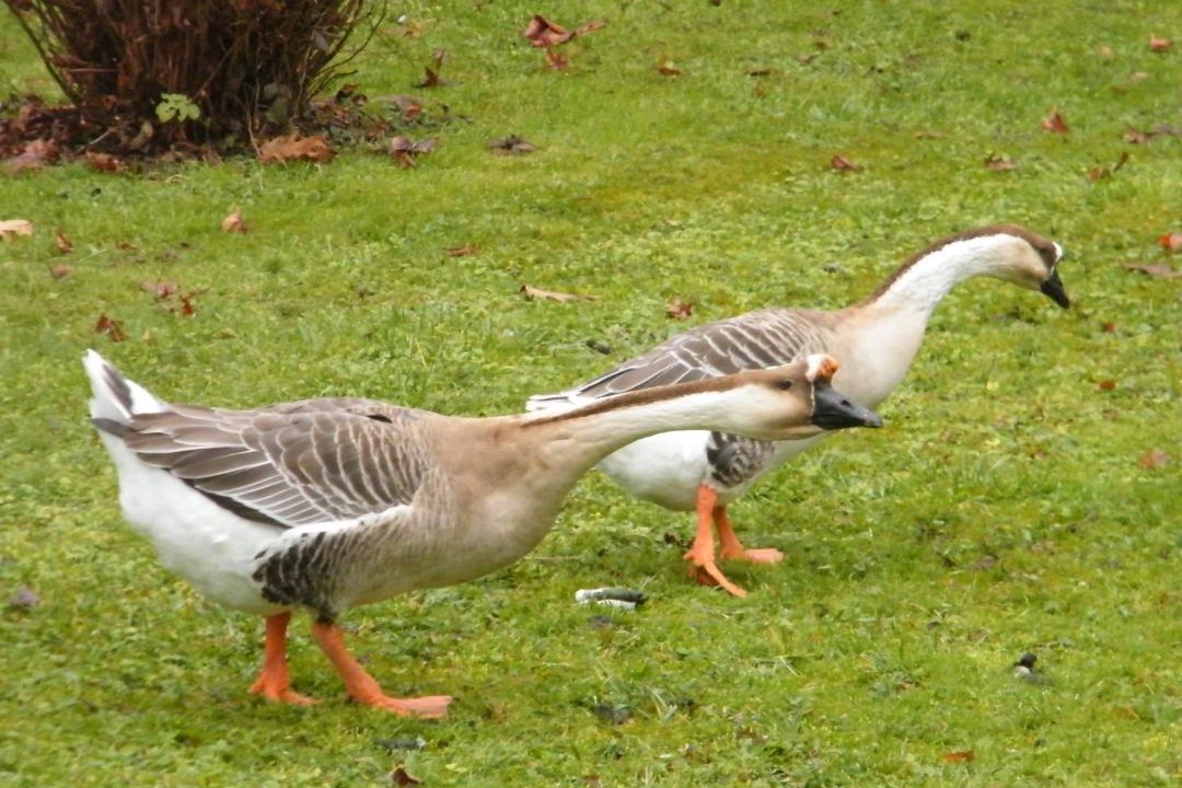 Photo of Others in Cernoy-en-Berry