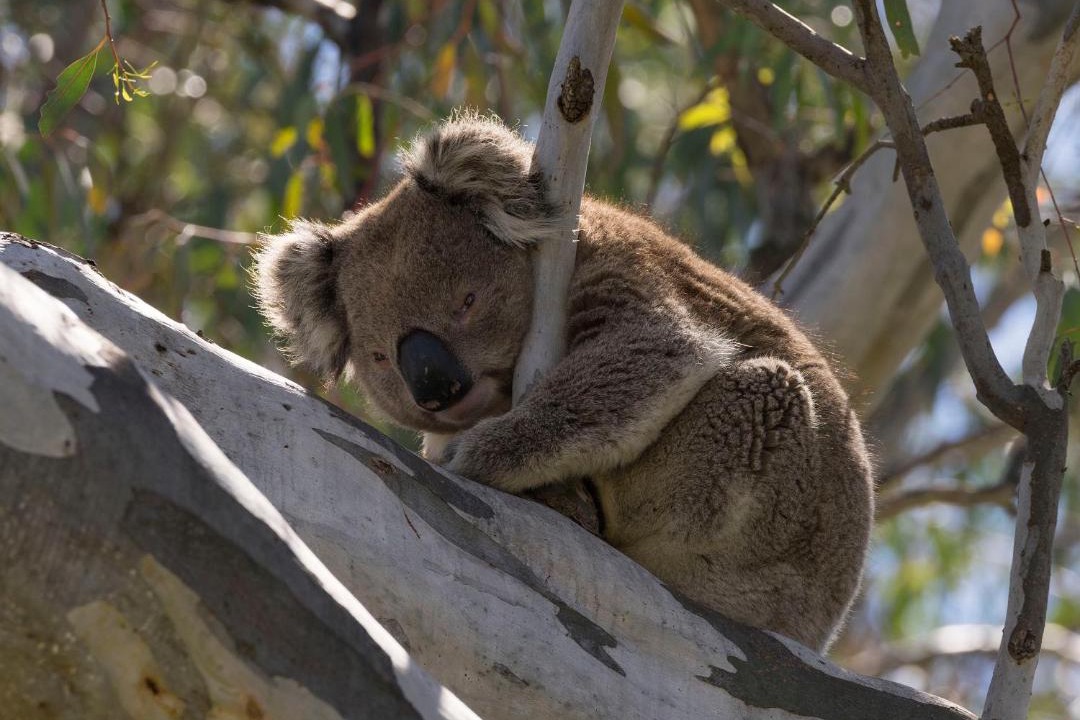 Photo of Others in Cobram East