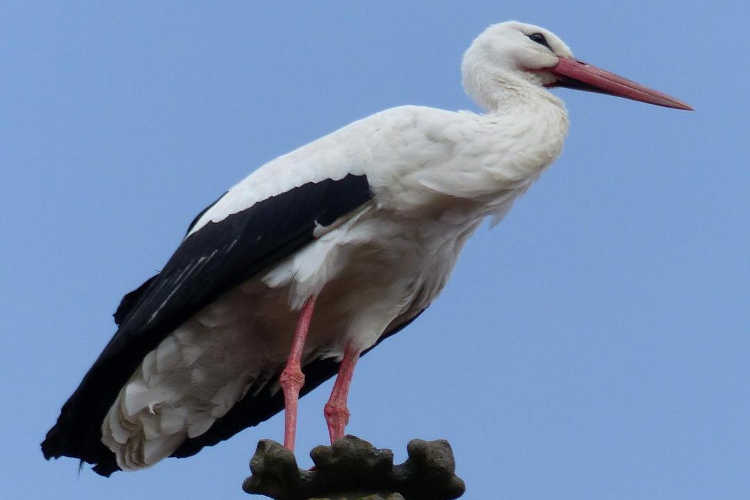 Photo of Others in Gertwiller