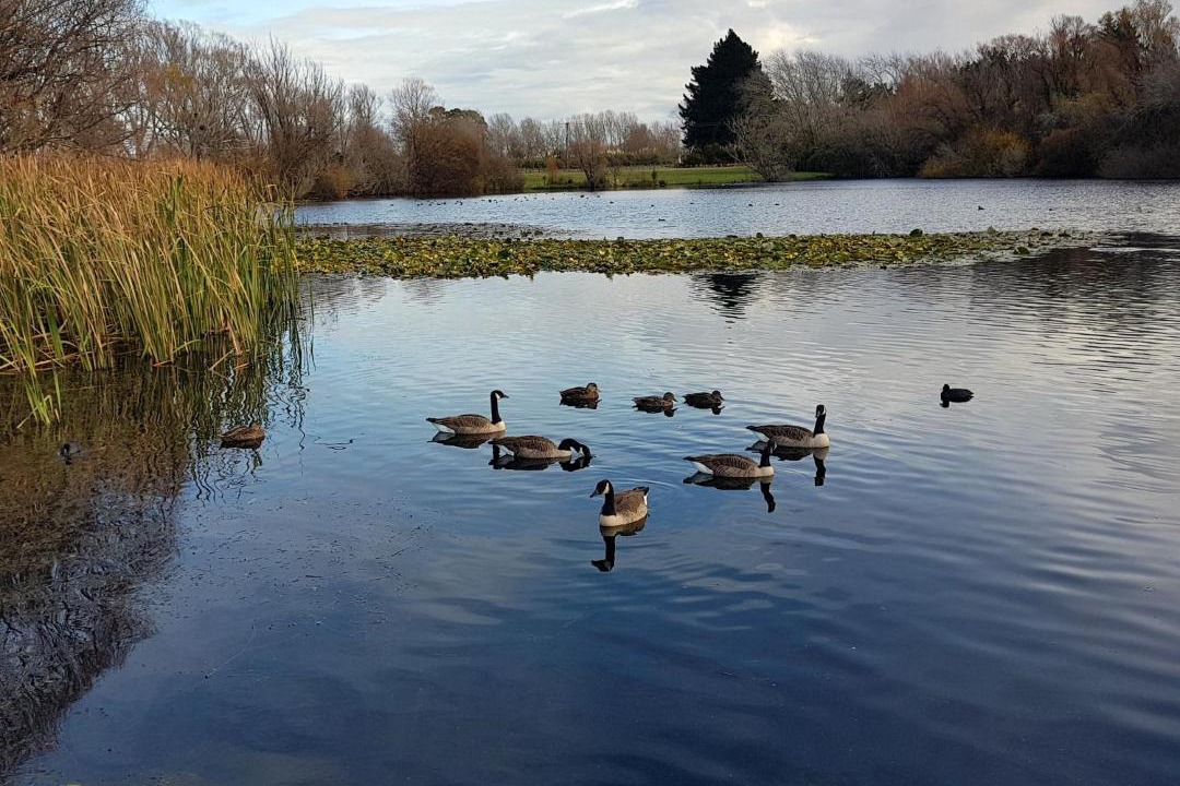 Photo of Others in Kaiapoi