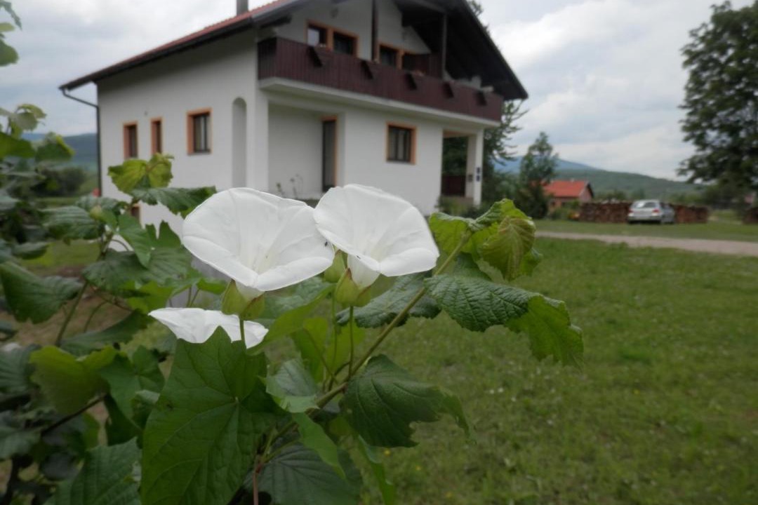 Photo of Others in Irinovac
