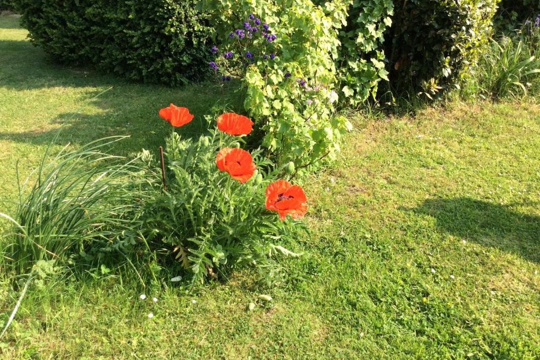 Photo of Outdoor in Mailly-Maillet