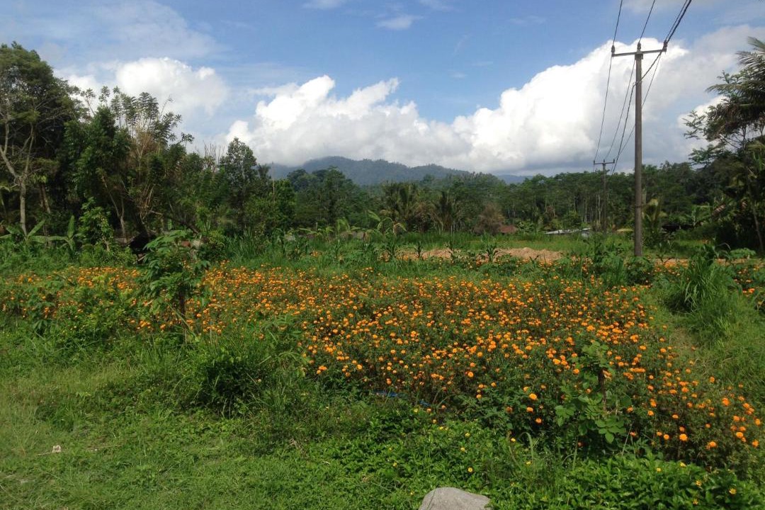 Photo of Outdoor in Selat