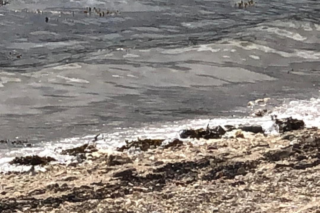 Photo of Others in Ardentinny