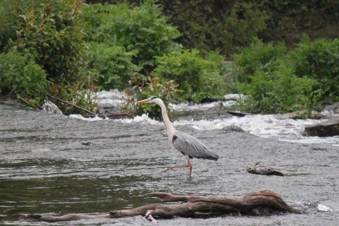 Photo of Others in Montrevault-sur-Evre