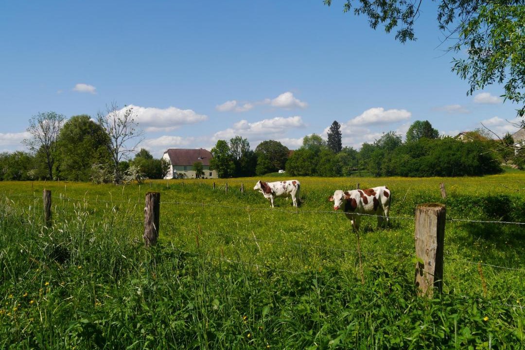 Photo of Others in Melincourt