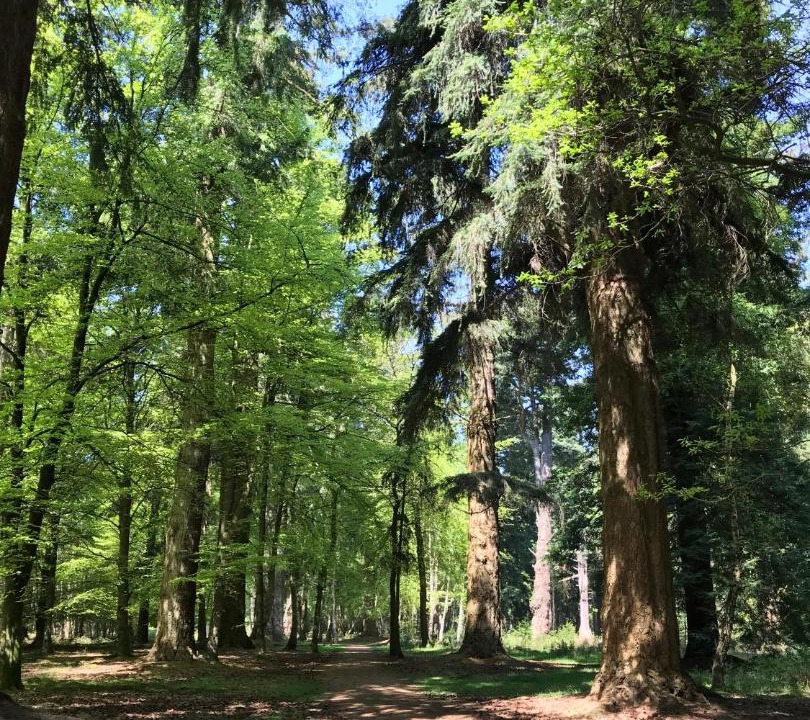 Photo of Others in New Forest District