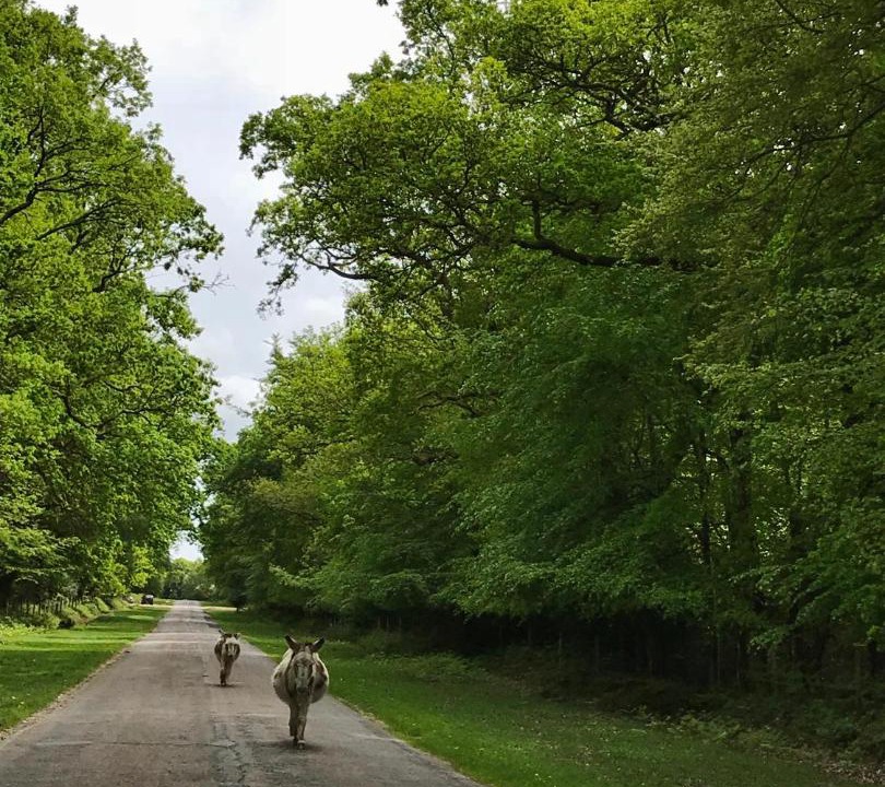 Photo of Others in New Forest District