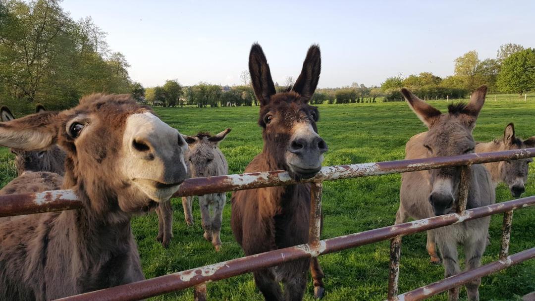 Photo of Others in Saint-Hilaire-sur-Helpe