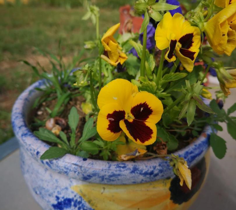 Photo of Others in Mornas