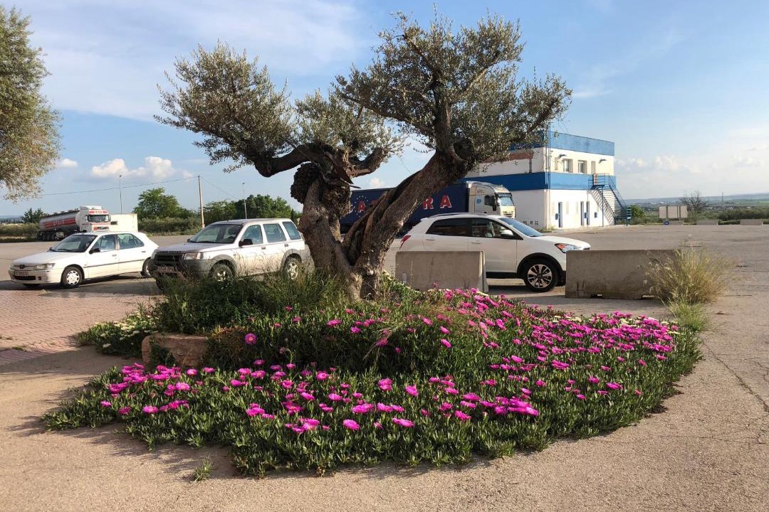 Photo of Others in Alcarras
