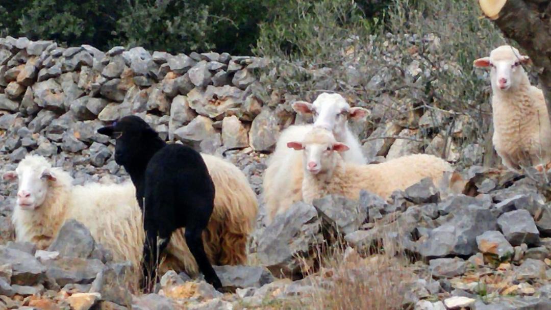 Photo of Others in Olib